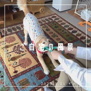[ご自宅の風景]お客様からいただいた abraj絨毯の近況をご紹介。 vol.11