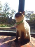 ＊のらりくらり店長日記＊更新しました。＜画像募集！＞