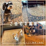 [ご自宅の風景]お客様からいただいた abraj絨毯の近況をご紹介。 vol.20