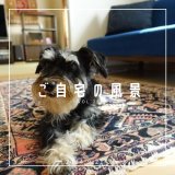 [ご自宅の風景]お客様からいただいた abraj絨毯の近況をご紹介。 vol.25